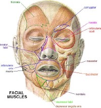 Acupuncture Facelift 721126 Image 1
